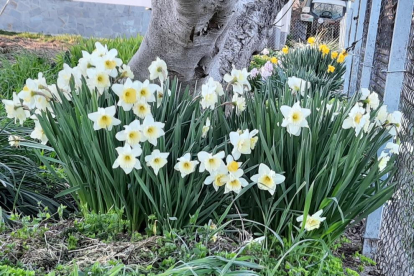 Arbres florits, camps verds i bon temps...ja és aquí la primavera!