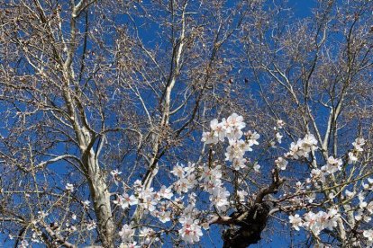 Una passejada per la natura pot canviar, sens dubte, el nostre estat anímic. Mirar, olorar, tocar ...