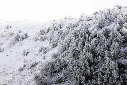 Imatge d’arxiu d’un bosc nevat al Pirineu.