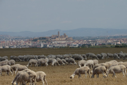 Un tòrrid dia d'estiu als plans d'Alfés i amb la ciutat de Lleida de fons, amb el cereal segat i les ovelles pasturant. Una estampa 100% d'estiu rural!.