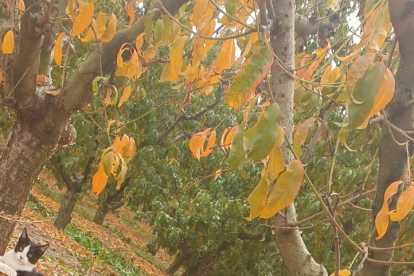 La niebla, las hojas que caen, sus frutos... el otoño es una estación muy fotogénico.
