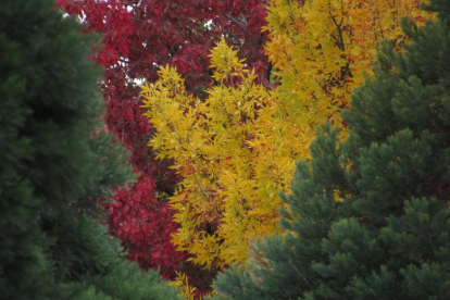 La màxima expressió dels colors de la tardor des d'un racó del Jardí Botànic Dr. Pius Quer i Font (Arborétum Lleida).