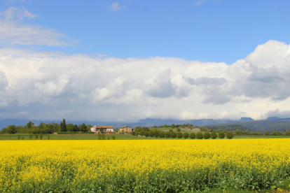 Contrast de colors primaverals.  Foto feta a Tavèrnoles. Barcelona. Amb aquest contrast de colors primaverals, cel blau. núvols, el verd de la vegetació i el groc del color de la colza, tot junt donar un toc primaveral espectacular.  2-5-2021