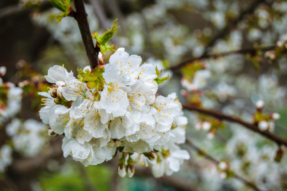 ¡Seguimos recibiendo fotos de árboles en flor, campos verdes y buen tiempo...ya está aquí la primavera!