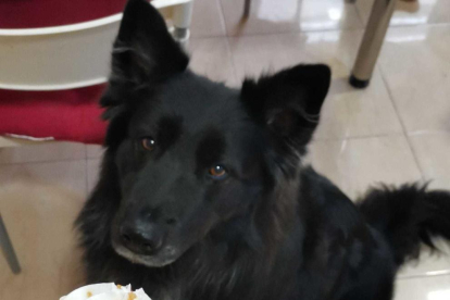 La kira és la nostra gossa adoptada a la protectora Amigos Peludos Bajo Cinca i es fan dels gelats!
