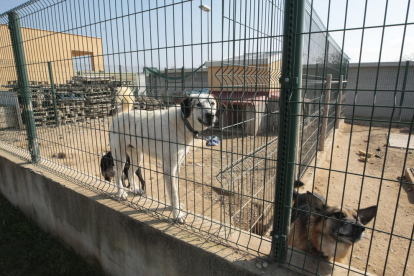 Las instalaciones de la ‘canera’ que ahora tiene 57 perros.