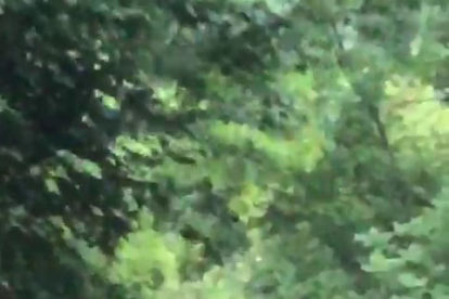 Fotograma del vídeo del oso registrado ayer.