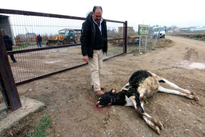 El vedell mort a la granja Aragonés.