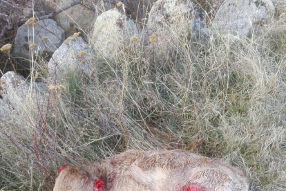 Imatges de dos vedells atacats per una guineu a l’Alt Urgell i a la Cerdanya.