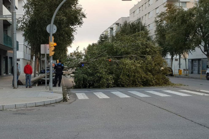 Cau un arbre sobre un cotxe parat en un semàfor a Pardinyes