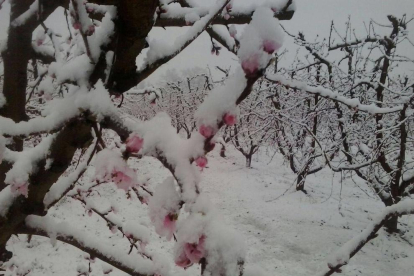 Arbres ja florits aquest dimecres a Alfarràs coberts de neu.