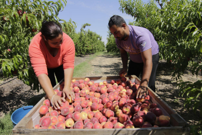 Imatge de l’inici de campanya de recol·lecció de fruita de pinyol a la província l’estiu passat.