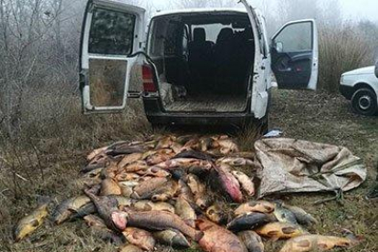 Alguns dels peixos decomissats als furtius.
