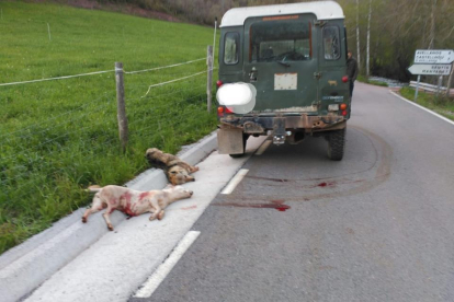 Vista de los animales abatidos junto a la carretera el pasado mes de mayo en Sarroca de Bellera. 