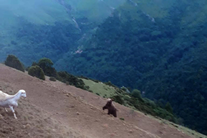 Imagen del oso y el rebaño de ovejas a la fuga en Montanui.