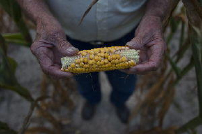 Los precios agrícolas seguirán bajos en la próxima década, según la OCDE y la FAO