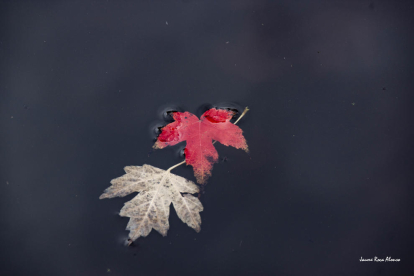 Imatge de dos fulles surant sobre l'aigua, foto de Jaume Roca.