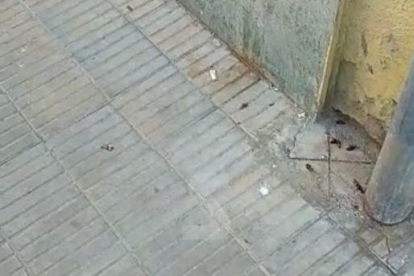 Denuncian una plaga de cucarachas en la calle República del Paraguay de Lleida