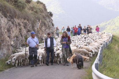 Tanca l'última explotació d'ovelles de Farrera després de 2 atacs d'os aquesta setmana