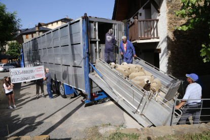 Tanca l'última explotació d'ovelles de Farrera després de 2 atacs d'os aquesta setmana