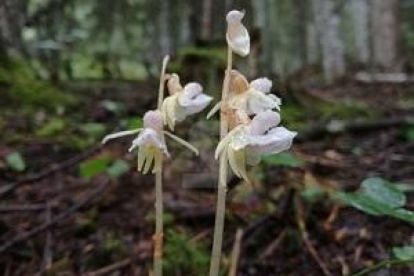 La orquídea detectada en el Valle de Santa Magdalena, en el Parque Natural del Alto Pirineo
