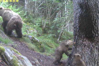 Noves imatges de cadells d'os bru amb la seva mare al Parc Natural de l'Alt Pirineu