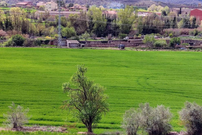 Camps pintats de verd a la 41a Caminada de Torà. Camí de l'Aigua 2022