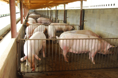 Imatge d’arxiu d’una granja de porcs a Catalunya.