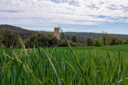 Camps verds de sembrat amb la Torre de Vallferosa al fons