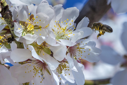 A la primavera. Esclat de color en els camps del Segrià.   La utilitat de les abelles en la pol·linització, es essencial en el quallat dels fruits.    Girasol  mirant el sol