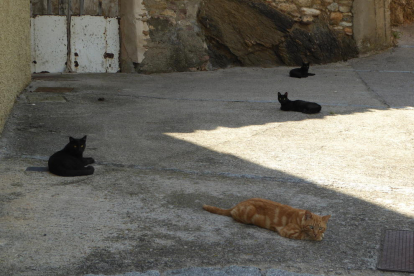 Gats descansant a l'ombra en un carrer de Vilaller, a l'Alta Ribagorça.