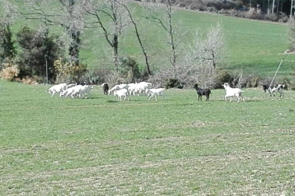 Queixes de ramaders i caçadors - A la imatge, les cabres que deambulen a Oliana alimentant-se de parcel·les de pastures particulars i cultius, un fet que preocupa els ramaders de la zona i que ha denunciat la societat de caçadors de les Anoves.