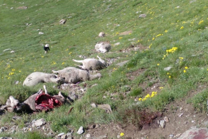 Algunas de las ovejas muertas ayer en el municipio de Arres.