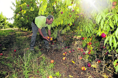 Un agricultor en Torres de Segre revisa frutos caídos y los efectos tras la tormenta ayer.r.