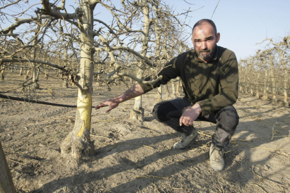 Joan Narcís, agricultor d’Alpicat, ahir a la seua finca al costat d’arbres rosegats pels conills.