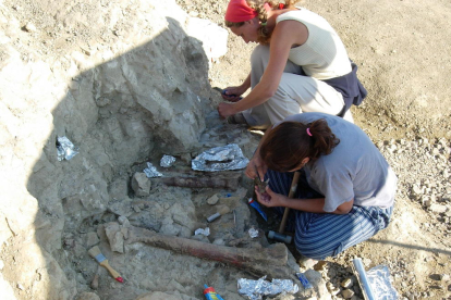 Imagen de archivo de fósiles de hadrosaurios recuperados durante una excavación en el yacimiento ‘Basturs Poble’, en el Pallars Jussà.