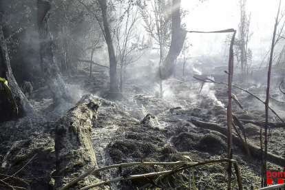 El fuego de Massoteres calcinó cinco hectáreas de cultivos y dos de bosque de ribera.  