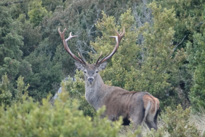 Imagen de un ciervo en la Reserva Nacional de Caza de Boumort. 