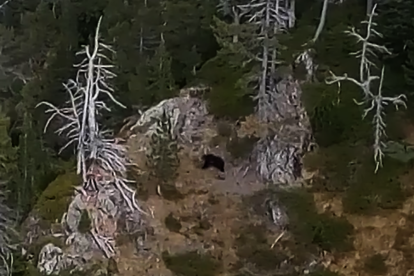 Vista aérea del oso Goiat en la Val d'Aran.