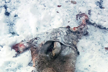 Imagen de la oveja muerta tras el ataque del oso en Bossòst.