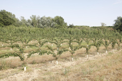 Una finca cultivada en el margen del río Segre en la zona del Baix Segrià. 