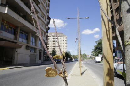 Arbres morts a la mitjana d’avinguda Madrid, on van ser plantats el mes d’abril.