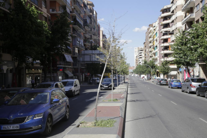 Arbres morts a la mitjana d’avinguda Madrid, on van ser plantats el mes d’abril.