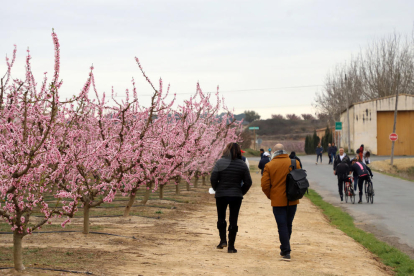Imatge del primer cap de setmana de floració al pla de Lleida.