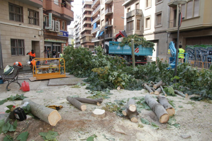 Los árboles talados ayer en la plaza de la calle del Riu.