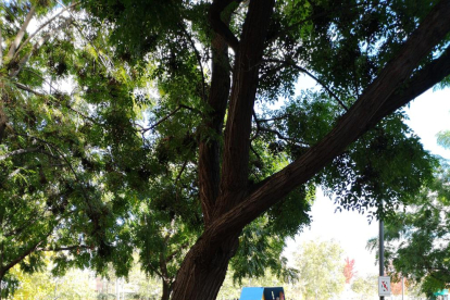 El árbol caído y otro inclinado que la Paeria asegura que retirará próximamente.