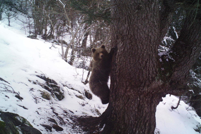 Una femella captada a finals de març al Parc Natural de l'Alt Pirineu