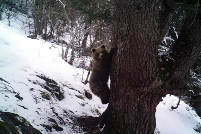 Una serie de imágenes captadas a finales de marzo por una cámara que se encuentra en la zona del Parc Natural de l’Alt Pirineu.