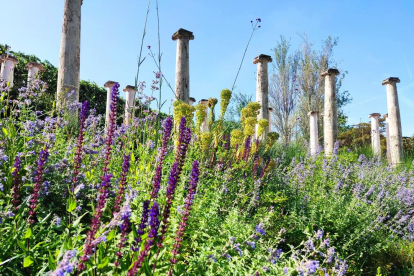 Plantes aromàtiques als Jardins Joan Maragall, un racó de pau a BCN