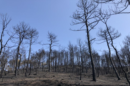 Malauradament hem tingut uns dies molt dificils pel que fa als incendis. Aquest bosc es d'Altès de Bassella.
